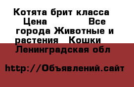 Котята брит класса › Цена ­ 20 000 - Все города Животные и растения » Кошки   . Ленинградская обл.